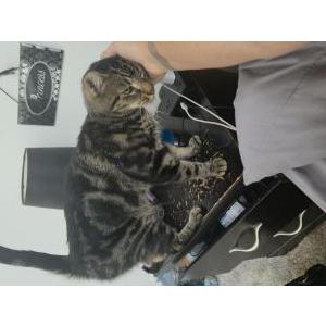 Image of Maleko, Lost Cat
