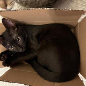 Image of Meow Meow, Lost Cat