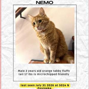 Image of Nemo, Lost Cat
