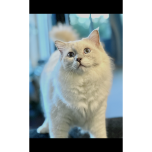 Image of Yoki, Lost Cat