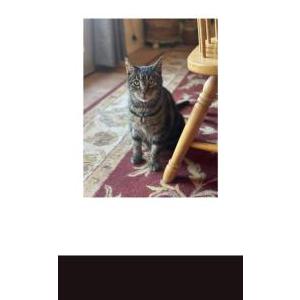 Image of Dispatch, Dizzy, Diz, Lost Cat