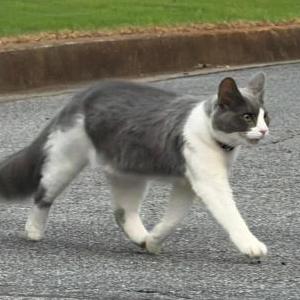 Image of Beto, Lost Cat