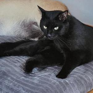 Image of Dexter, Lost Cat