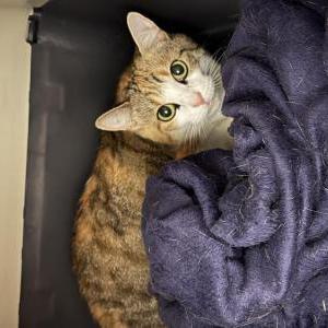 Image of Millie, Lost Cat