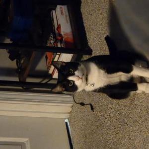 Image of Ozzy, Lost Cat
