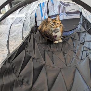 Image of Boots, Lost Cat