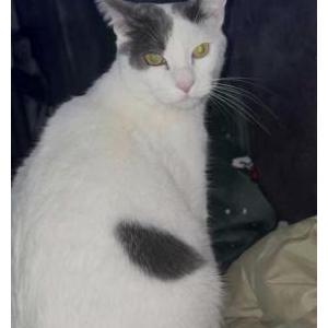 Image of Jasper, Lost Cat