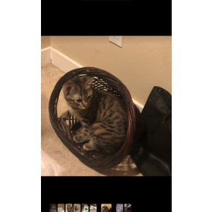 Image of Huble, Lost Cat