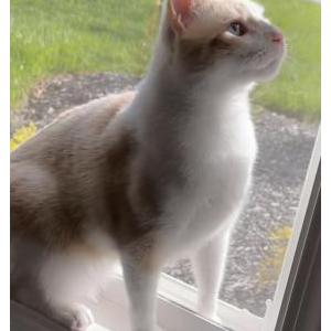 Image of Sugar, Lost Cat
