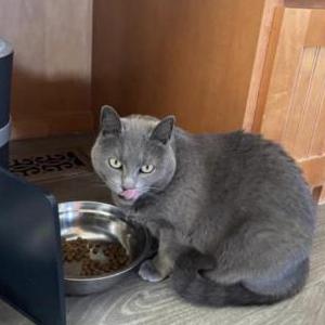 Image of Beer Visser, Lost Cat