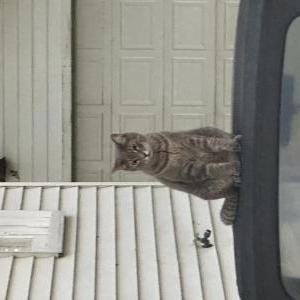 Image of Ollie, Lost Cat