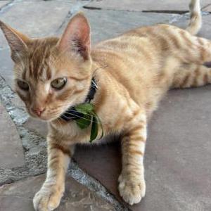Image of Zeus, Lost Cat