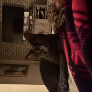 Image of Milo, Lost Cat