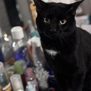Image of Bear, Lost Cat