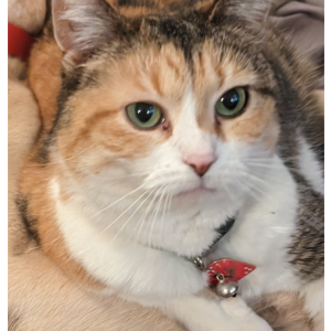 Image of Pumpkin, Lost Cat