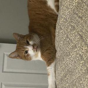 Lost 2 Mac (Georgia)