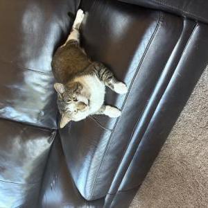 Image of Unknown, Found Cat
