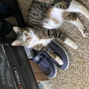 Image of Cam (Cameron), Lost Cat