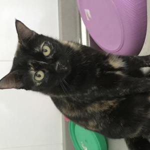 Image of Toffee, Lost Cat