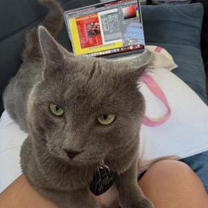 Image of fish, Lost Cat