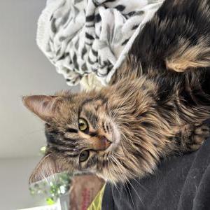Image of Sylvee, Lost Cat