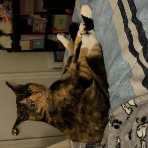 Image of Delaney, Lost Cat