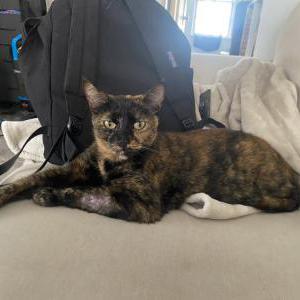 Image of Meko McMahan, Lost Cat