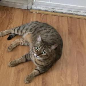 Image of Shaboopboop, Lost Cat