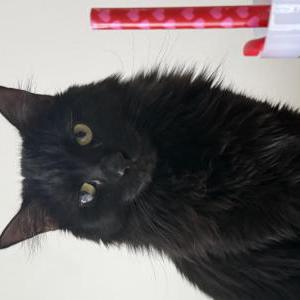 Lost Cat Izzy