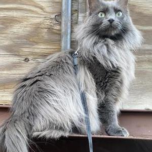 Image of Abbee, Lost Cat