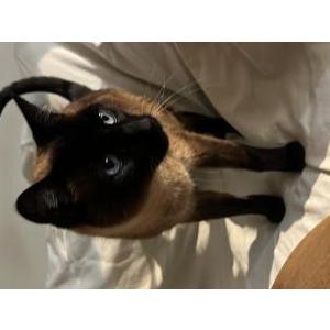 Image of Tobias, Lost Cat