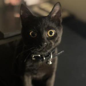 Image of Reaper - small black, Lost Cat