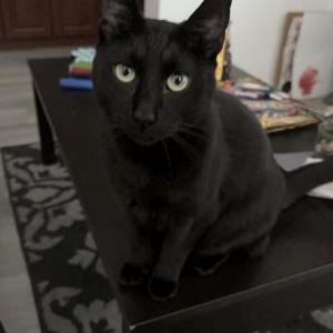 Image of bruce, Lost Cat