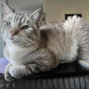 Image of Tigera, Lost Cat
