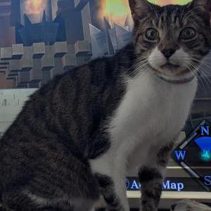 Image of Doughnut, Lost Cat
