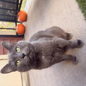 Lost Cat Mister