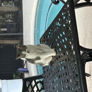 Image of Addie, Lost Cat