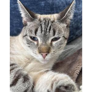 Lost Cat Zeena