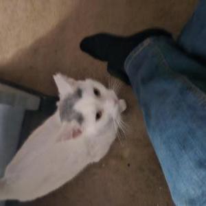 Lost Cat Luna