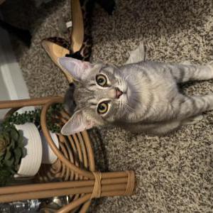 Lost 2 Percy (Georgia)