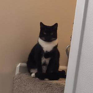 Lost 2 Kika Meow Meow (Ontario)