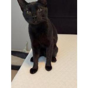 Image of Kitty, Lost Cat