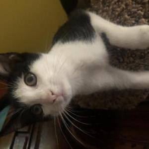 Image of Pebbles, Lost Cat