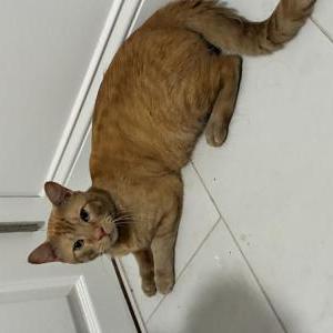 Image of Unknown, Found Cat