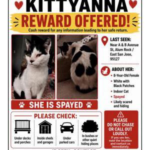 Lost Cat Kittyanna