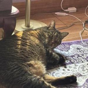 Image of Rainbow, Lost Cat