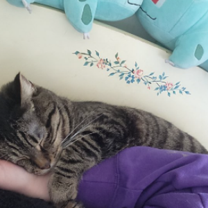 Image of Cherub, Lost Cat