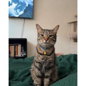Image of Tyson/Goob, Lost Cat