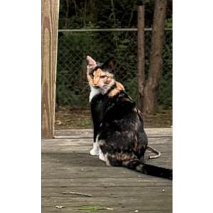Image of Leelu, Lost Cat