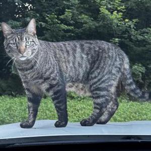 Image of Mowgli, Lost Cat